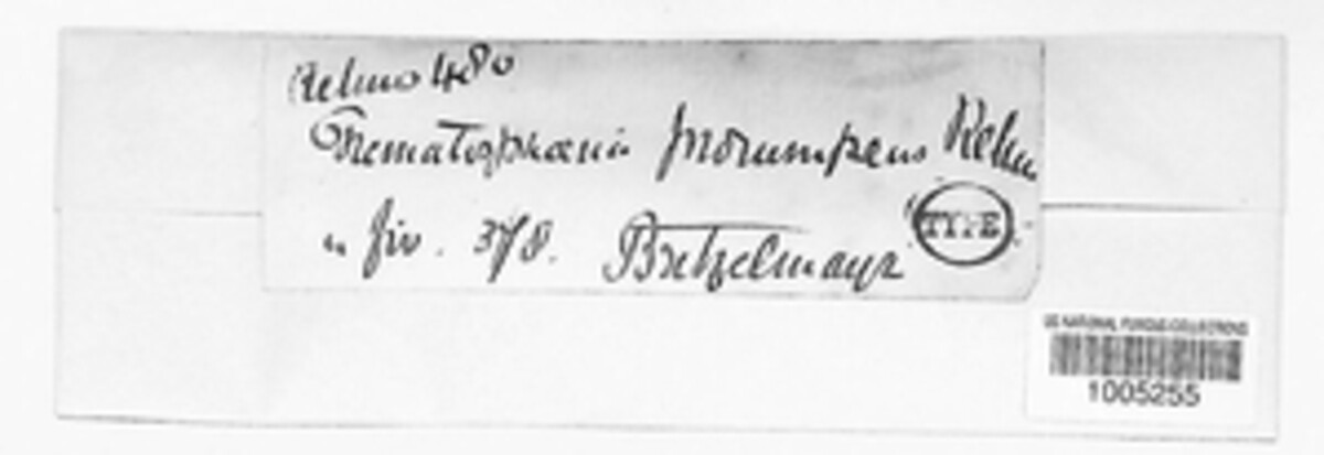 Melomastia image